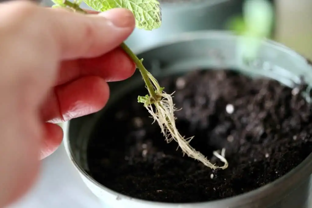 mint cutting in soil close-up