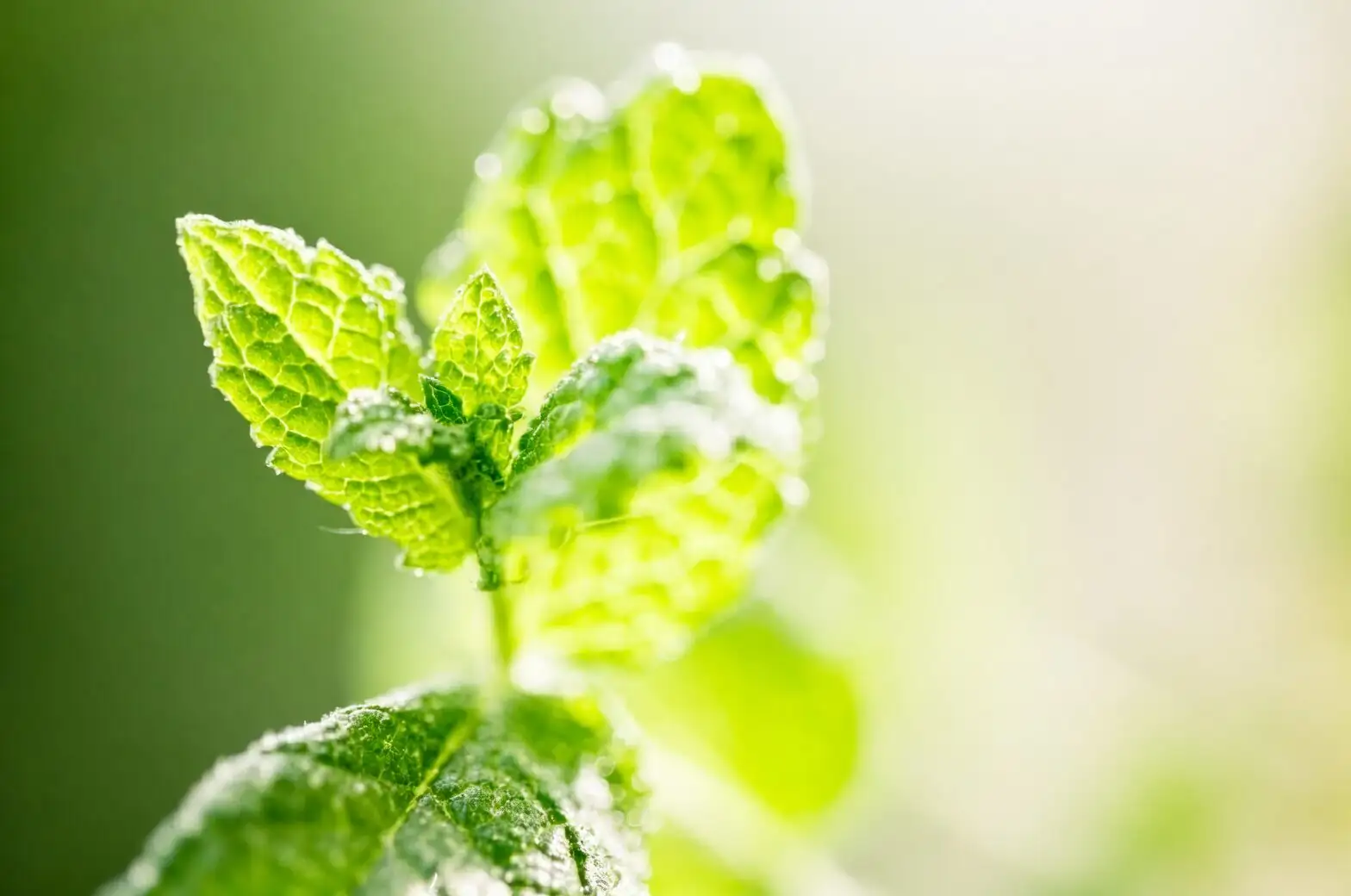 mint cuttings in water roots