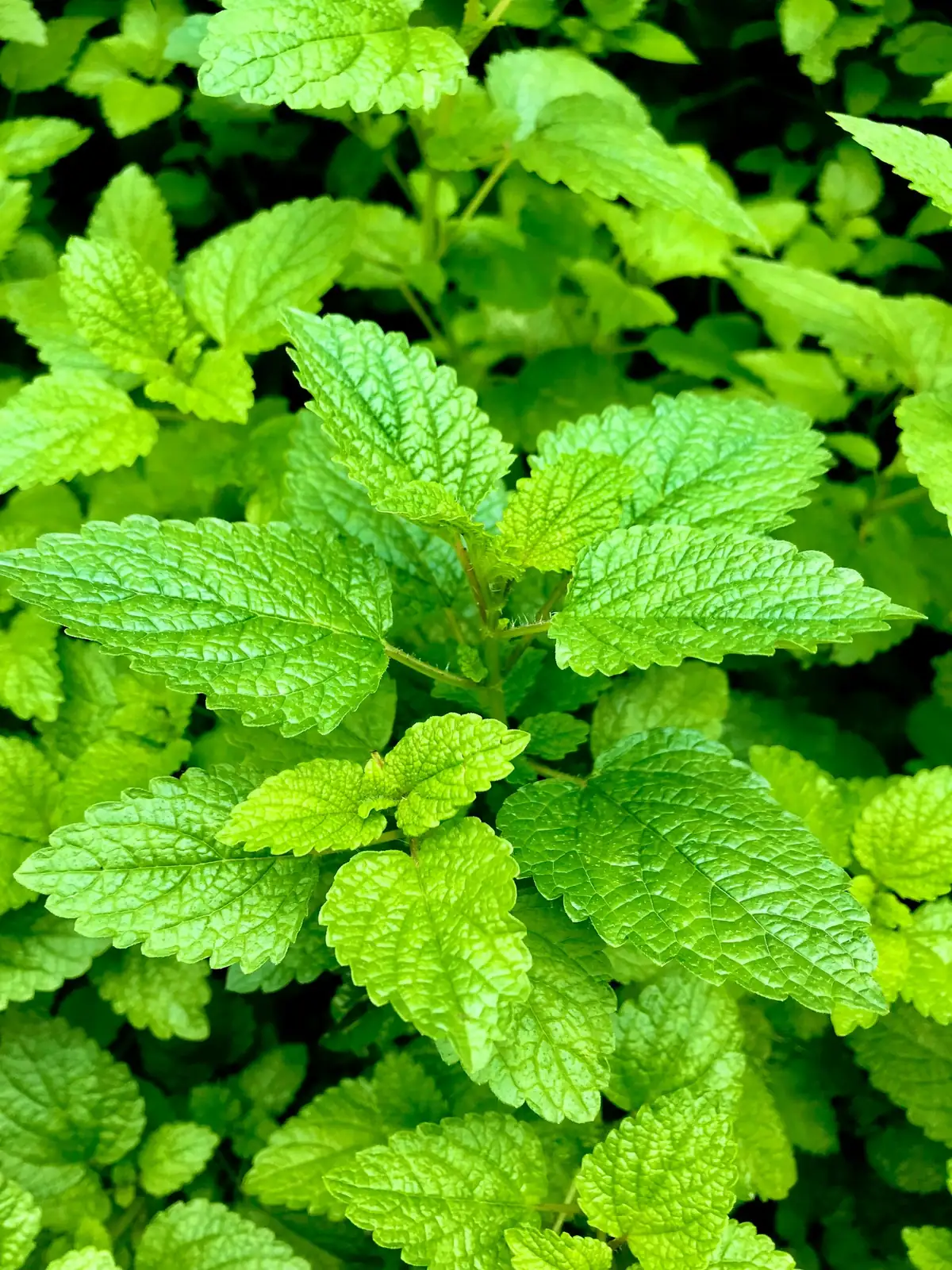 mint rhizome division roots