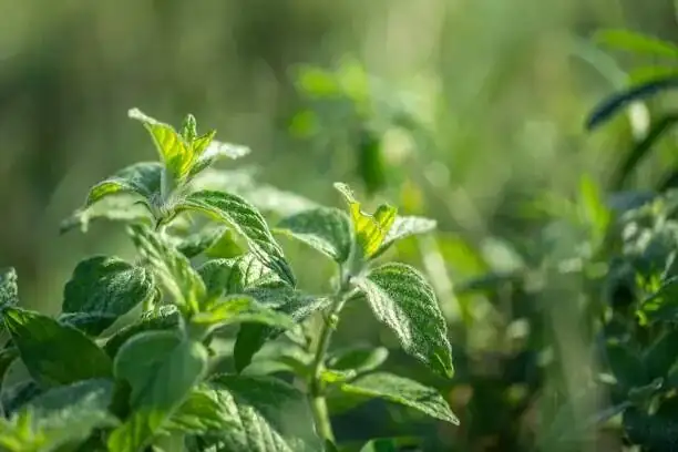 mint seeds on seed tray