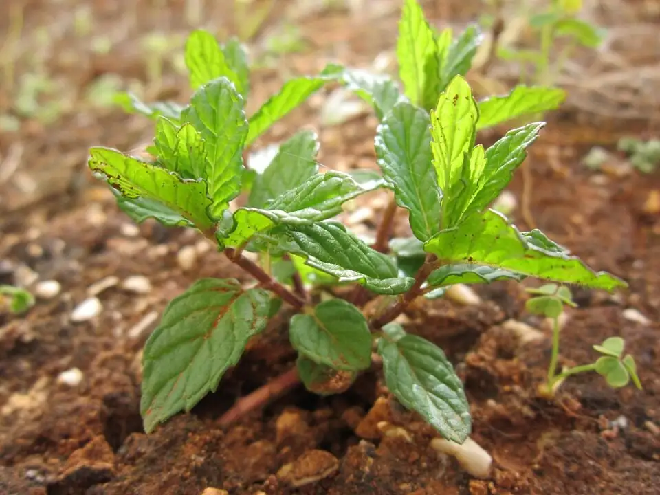 peppermint winter mulch garden bed