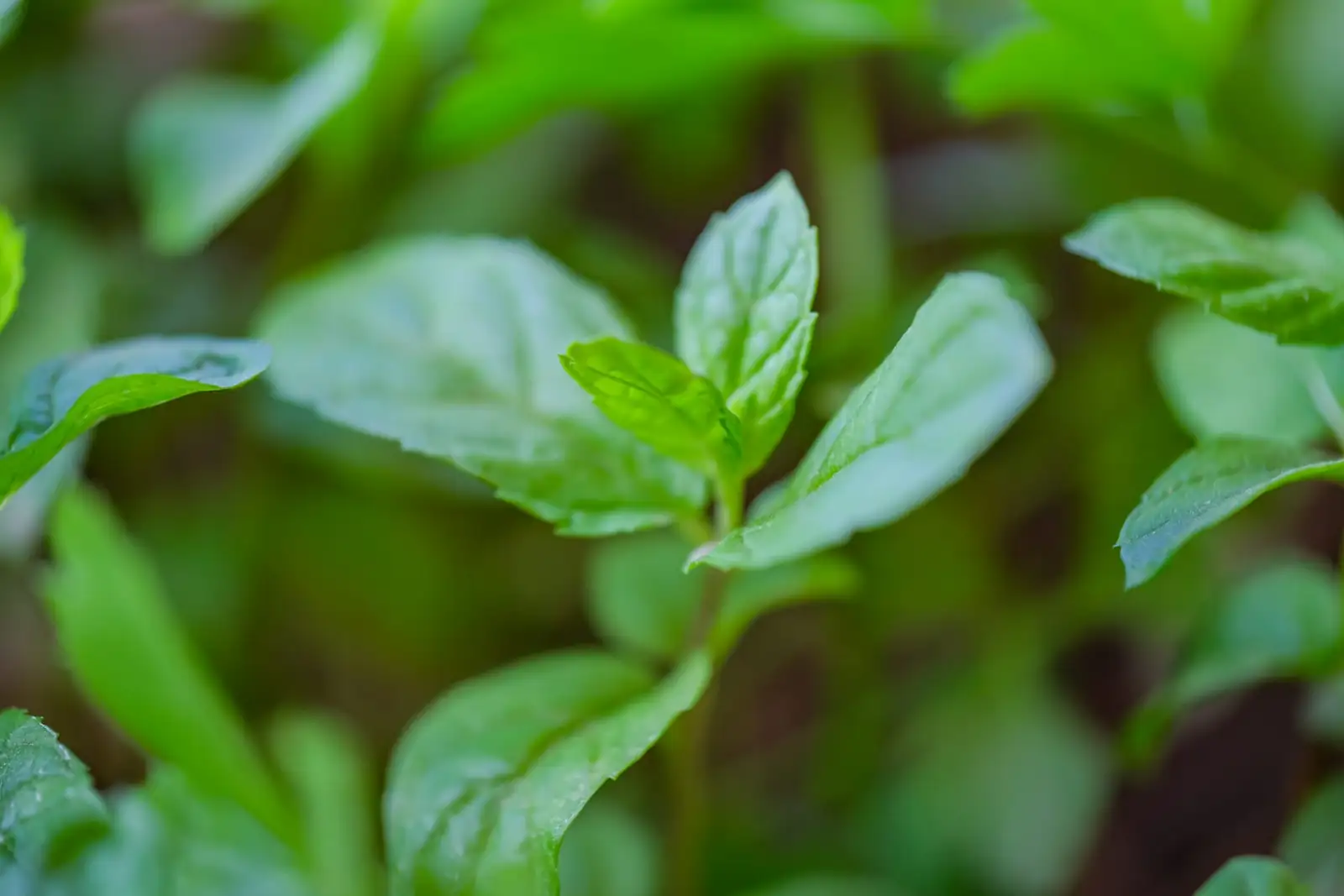 peppermint rhizome division repotting