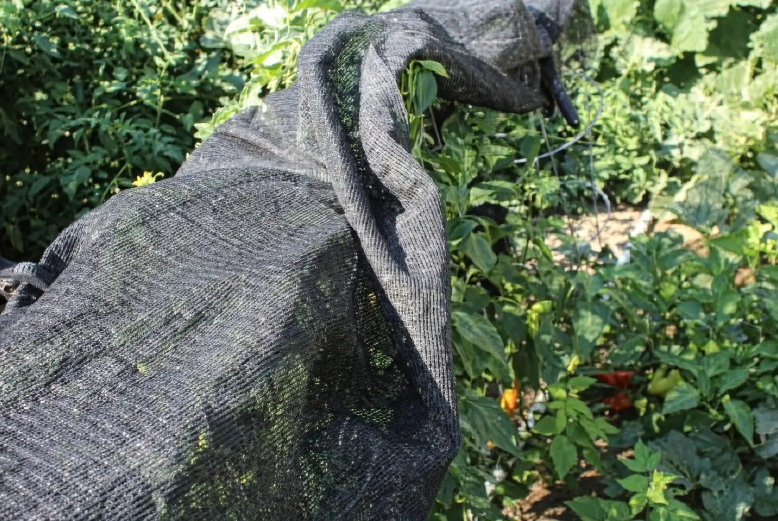 peppermint summer shade cloth
