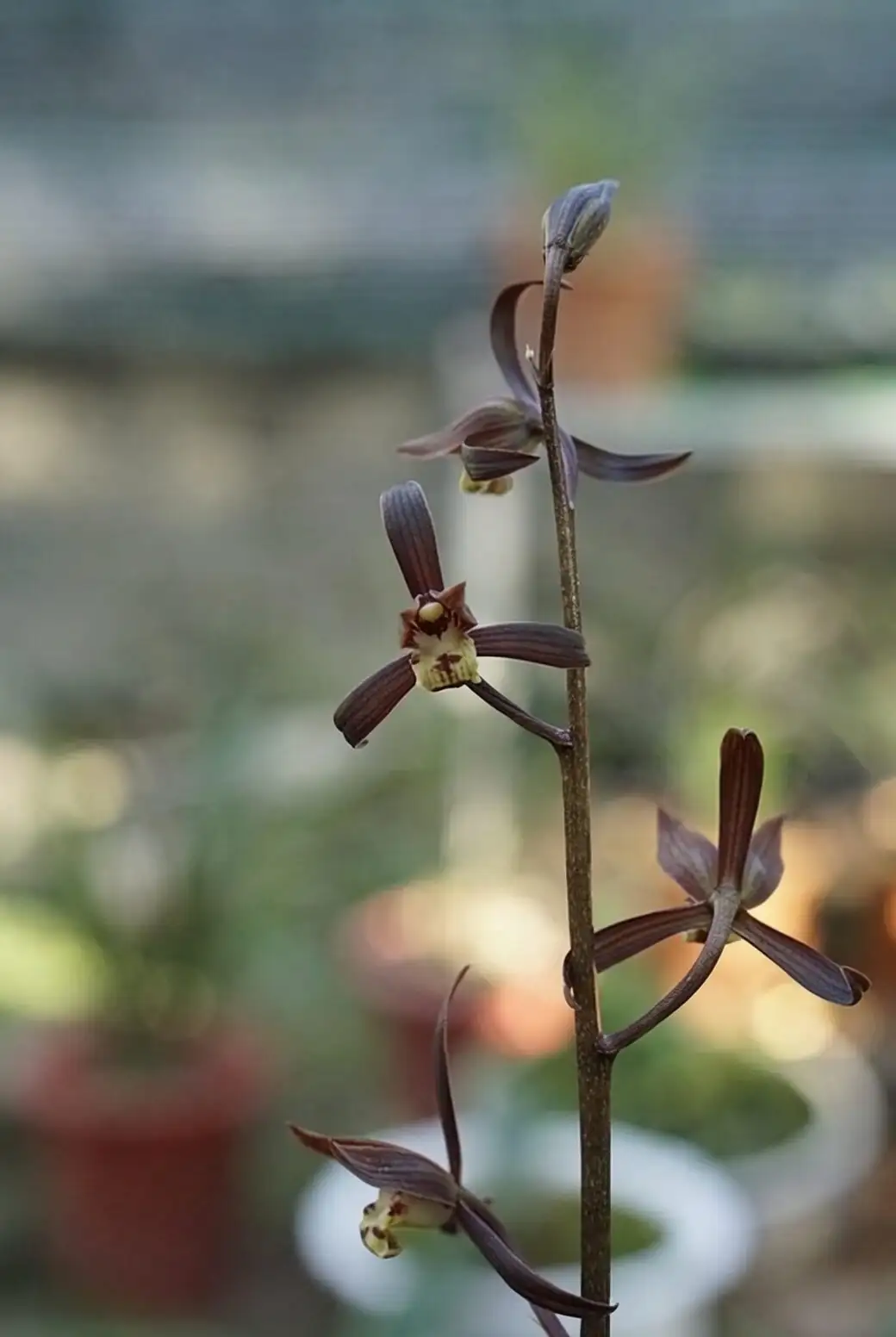 Cymbidium goeringii summer shade net