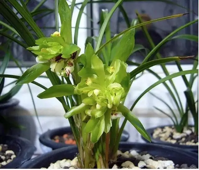 为啥你的春兰总不开花？从温差到花芽分化的关键5步