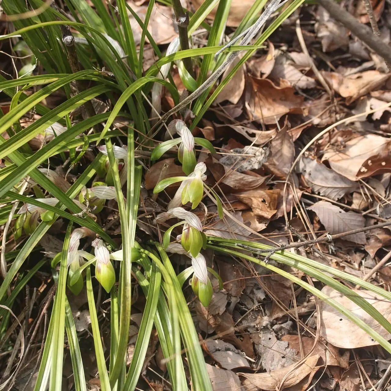 Cymbidium goeringii thermometer near pot