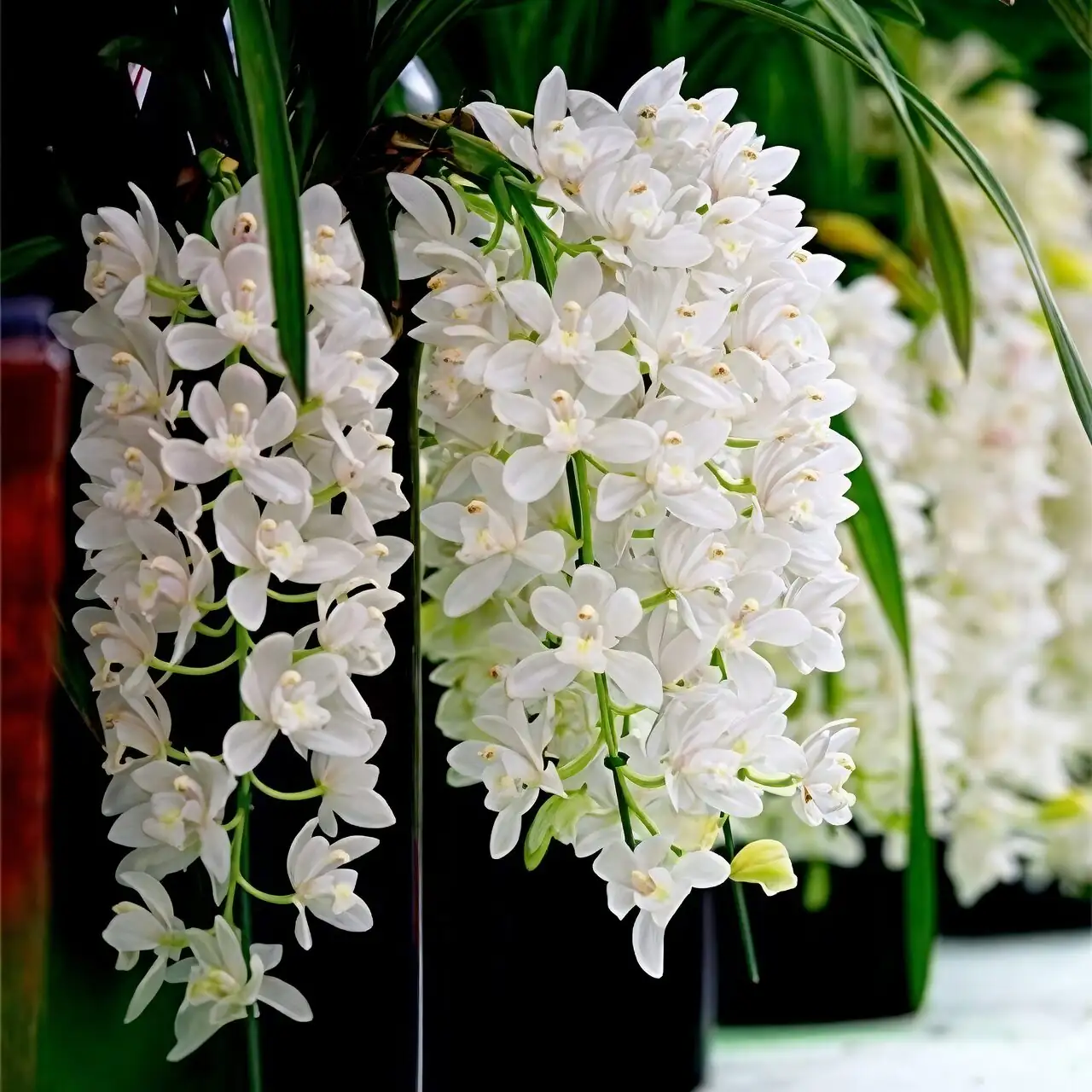 Cymbidium goeringii bright indirect light