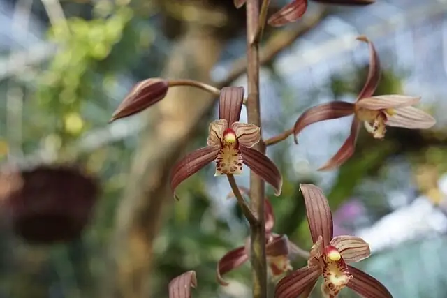 Cymbidium goeringii repotting roots mix