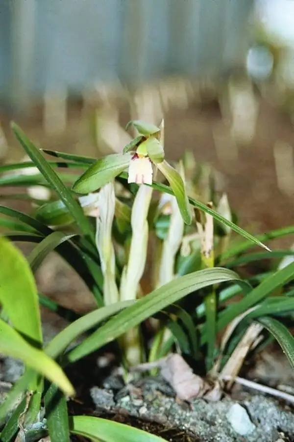 cymbidium goeringii forest floor habitat