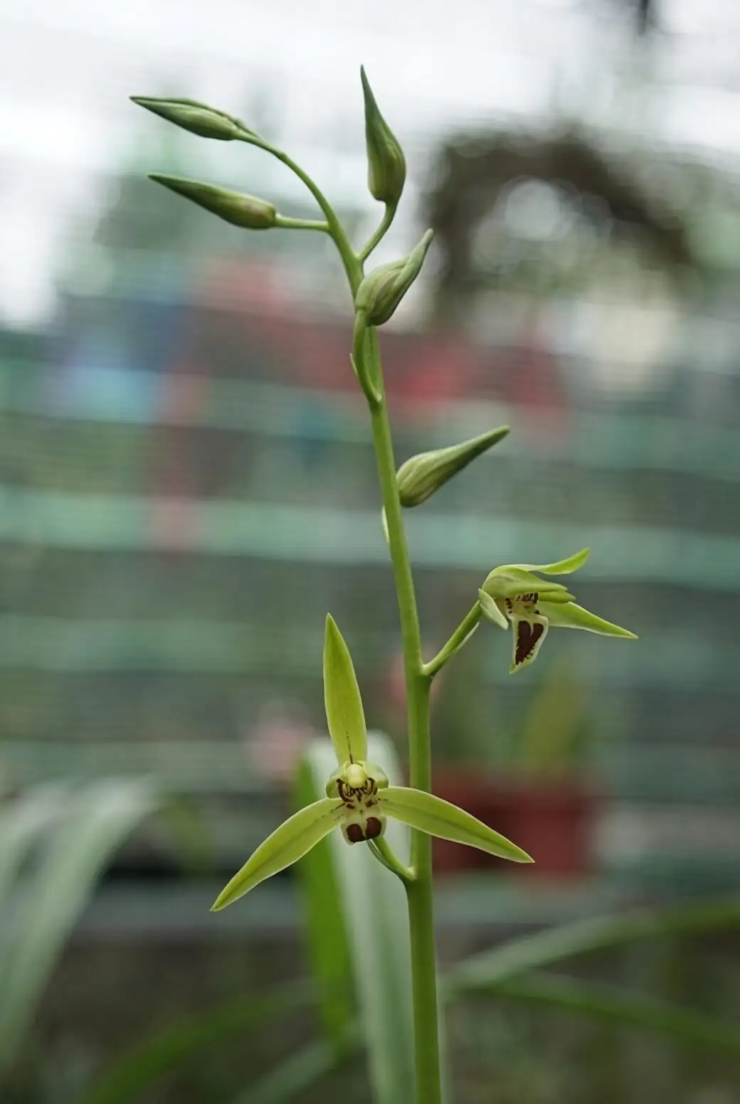 cymbidium goeringii study desk tea