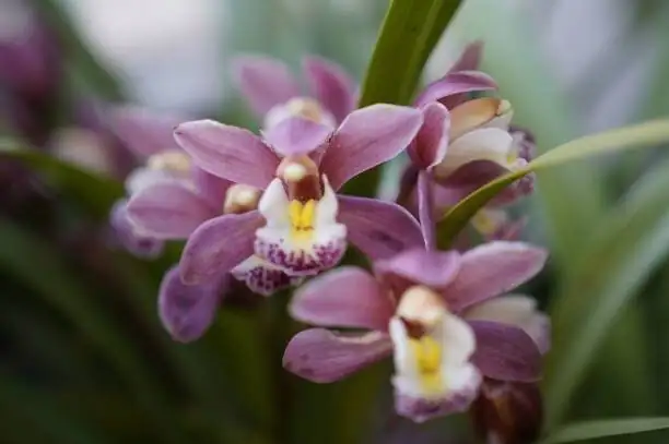 cymbidium goeringii flower close-up