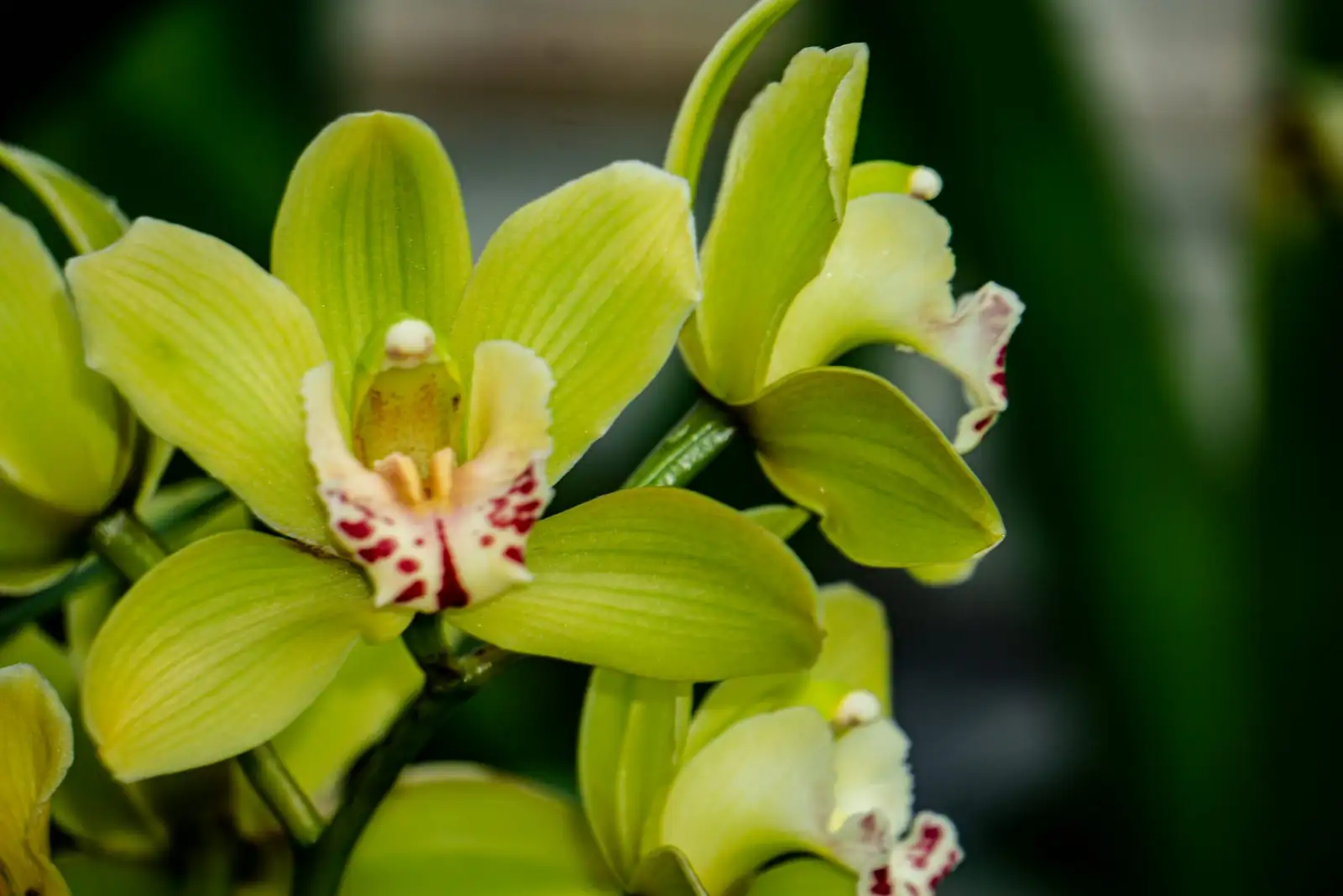 Cymbidium goeringii flower close-up