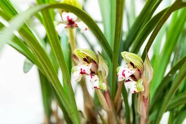 Cymbidium goeringii flower close up