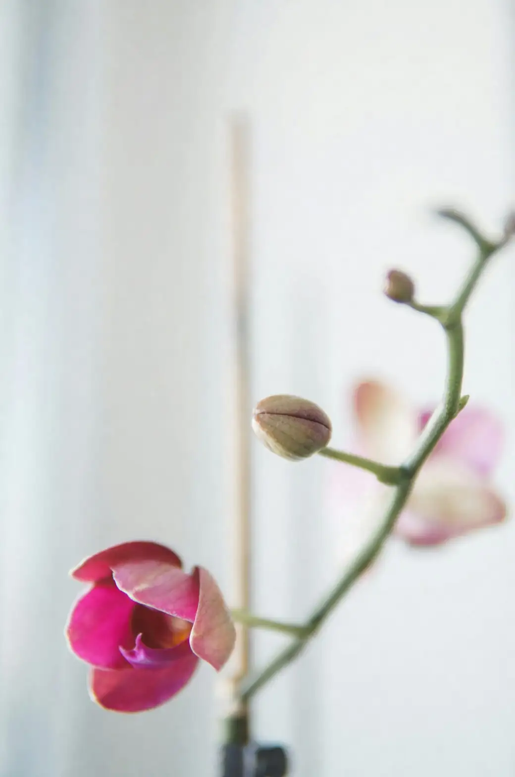 spring orchid in scholar's study
