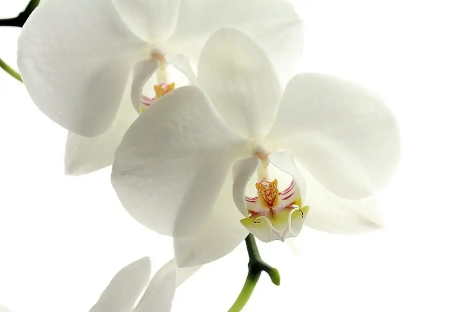 spring orchid gift potted plant