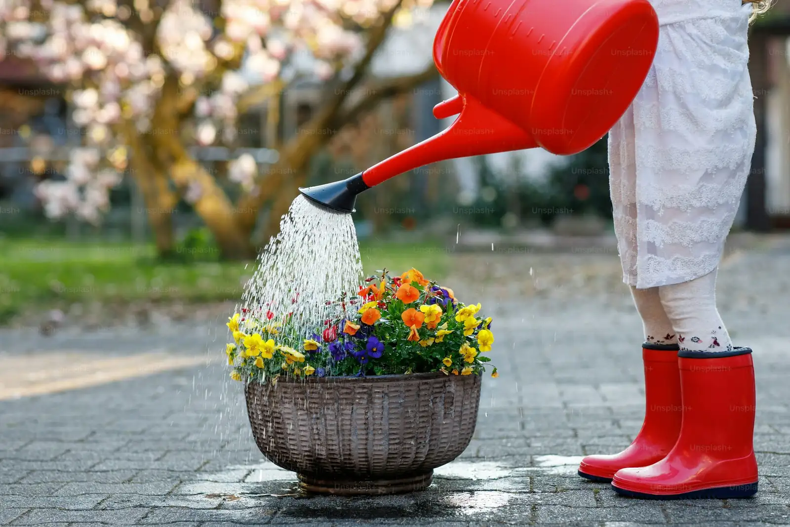 spring orchid watering hands