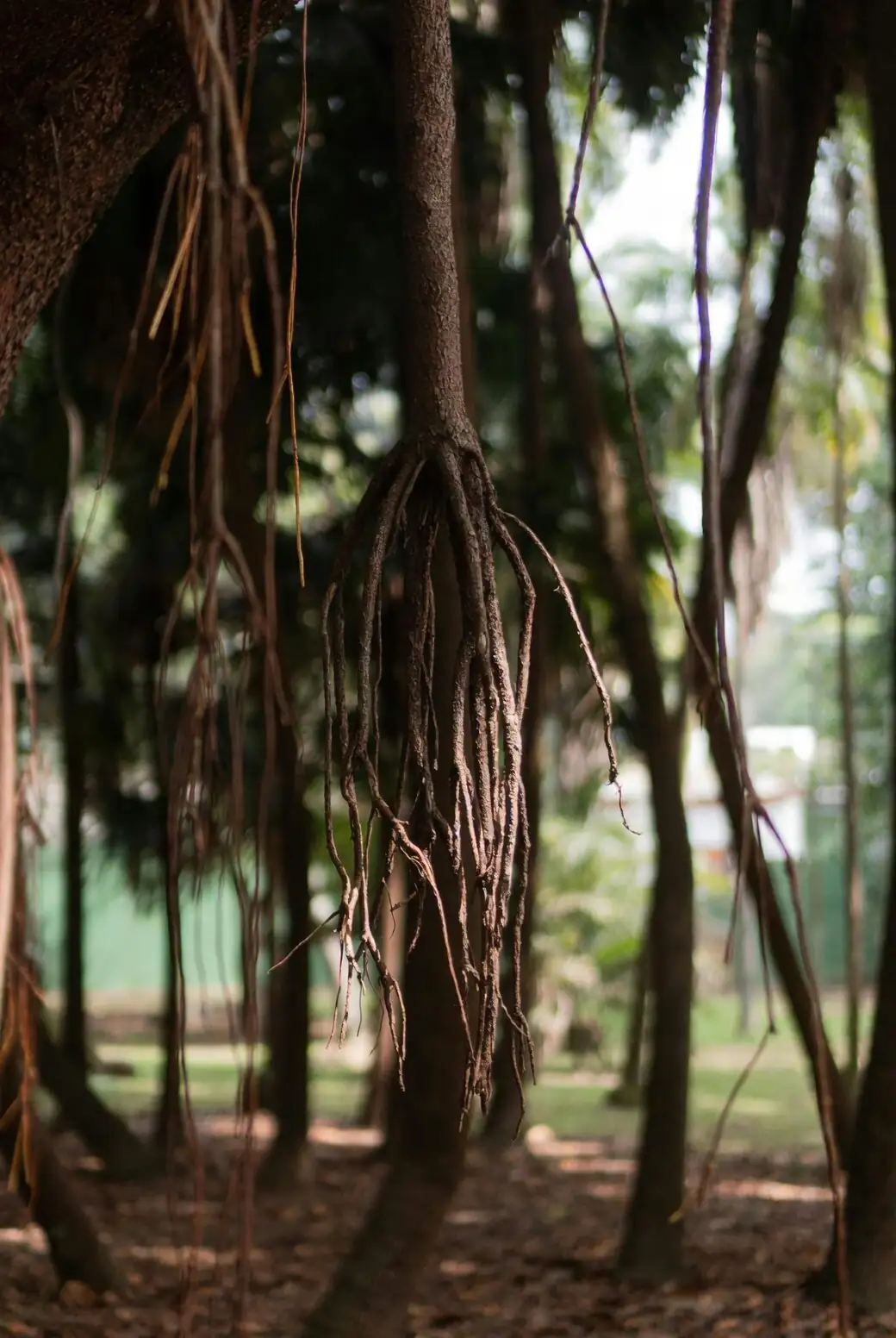 Cymbidium goeringii roots drying close-up