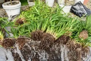 Cymbidium goeringii repotting airy mix
