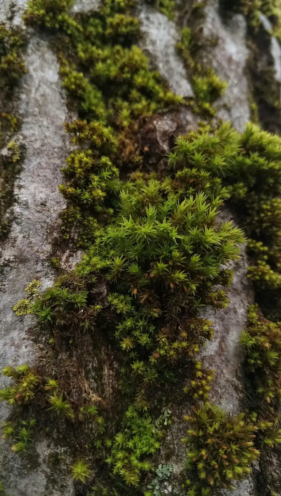 cymbidium moss top dressing close-up