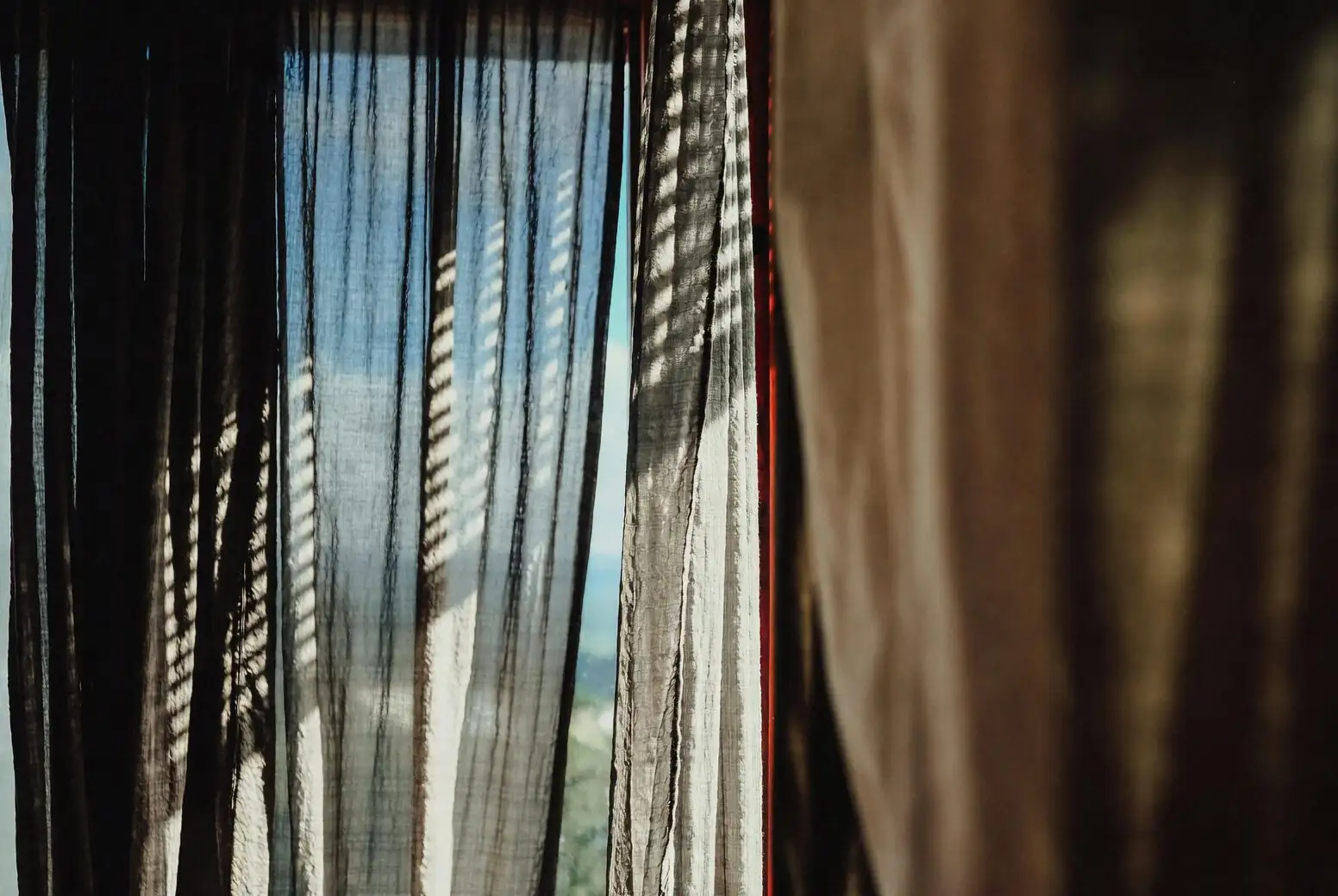 cymbidium near window sheer curtain