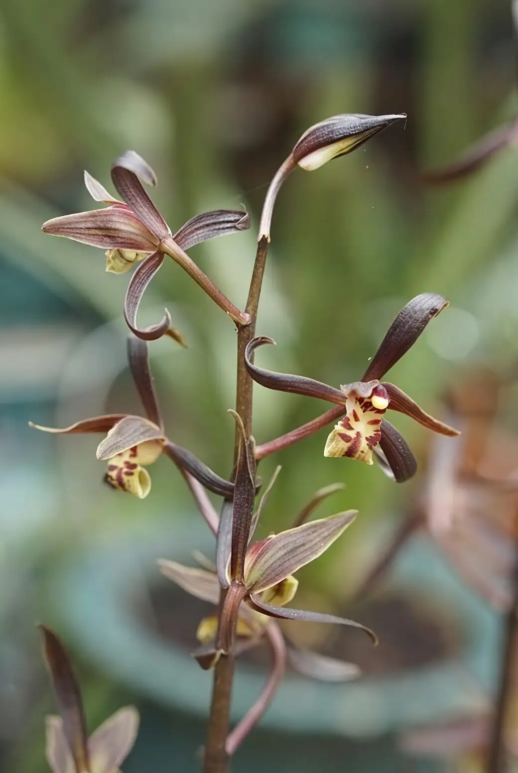 cymbidium root division step by step