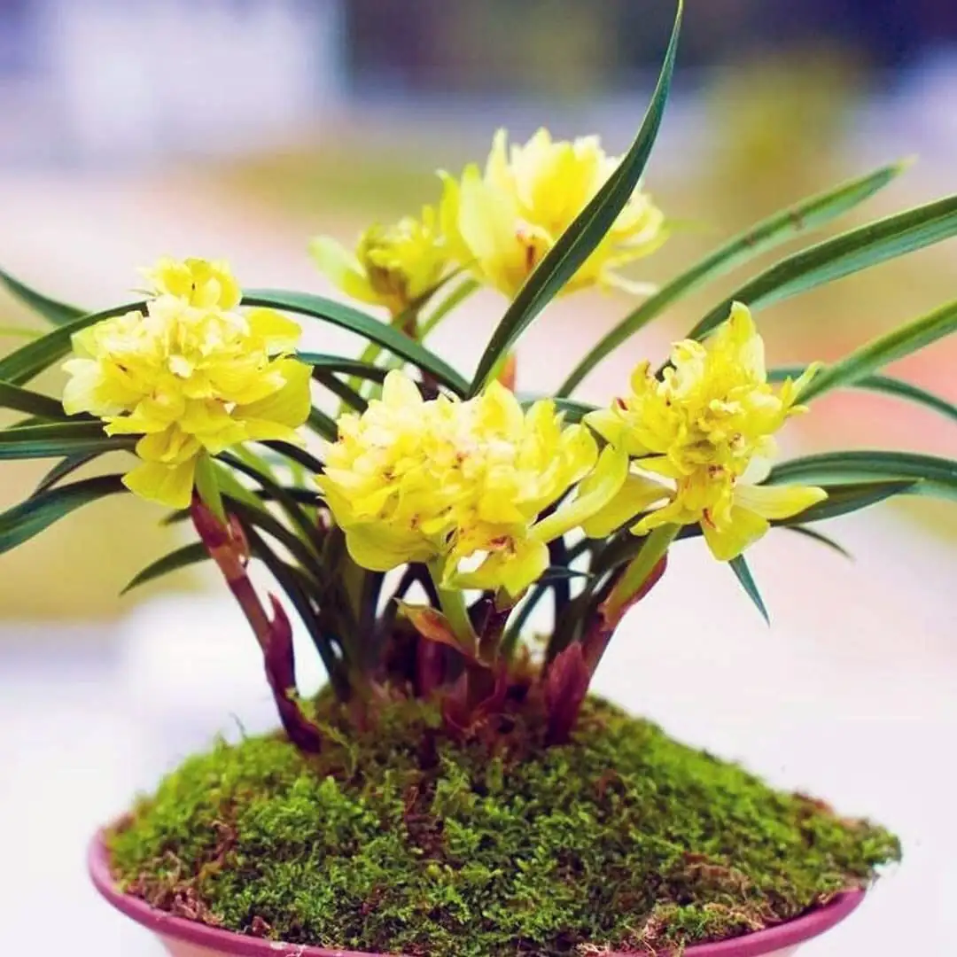 cymbidium goeringii roots in pumice