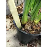 cymbidium goeringii potting mix ingredients