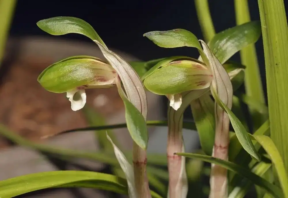 cymbidium goeringii indoor pot