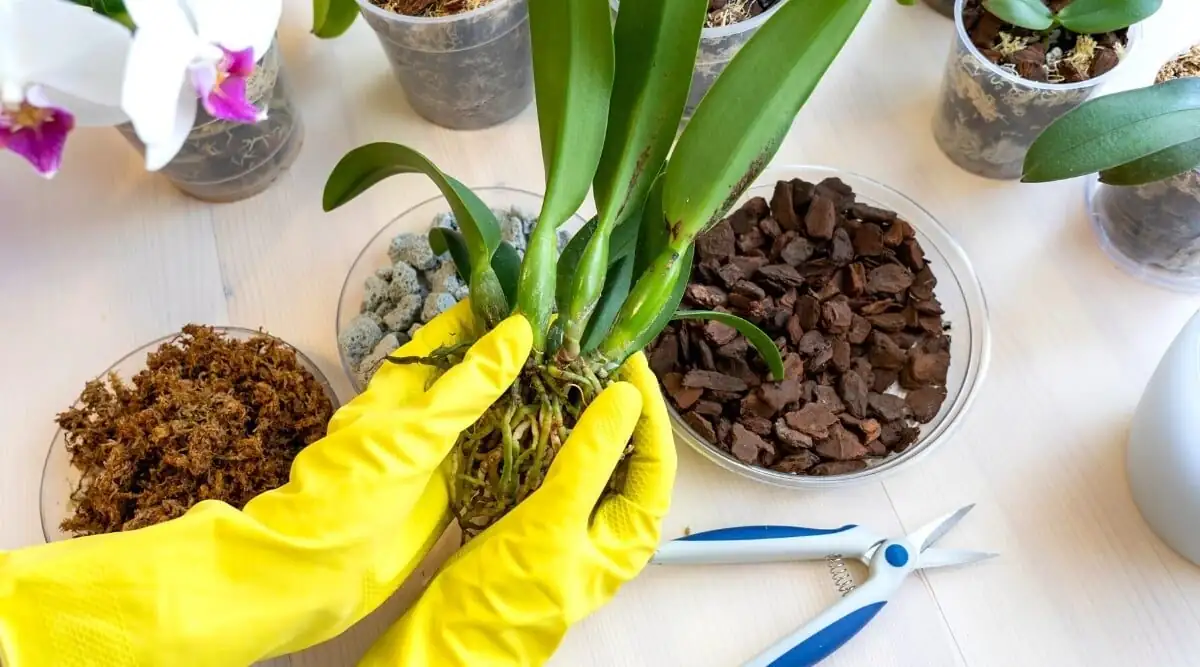 cymbidium goeringii roots close-up