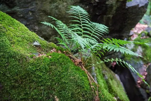 春兰的好邻居：苔藓、袖珍蕨与山石，打造会呼吸的小景