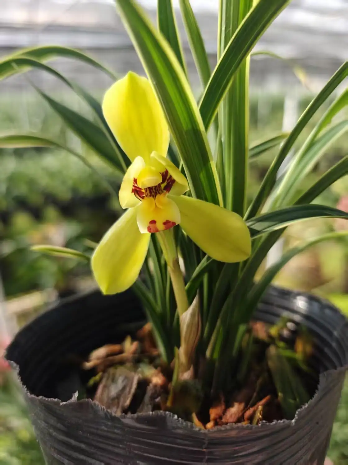 cymbidium goeringii windowsill light