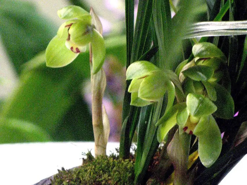 cymbidium goeringii watering pot edge