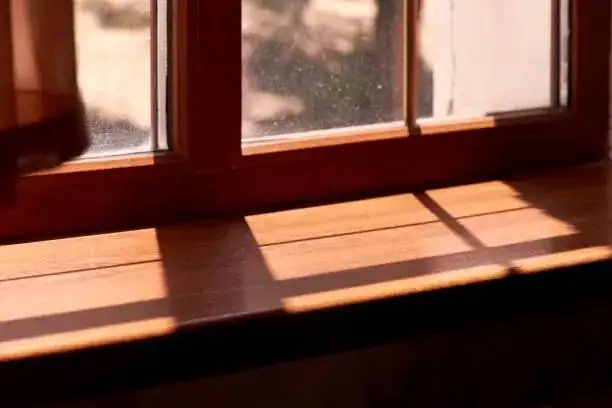 cineraria on windowsill morning light