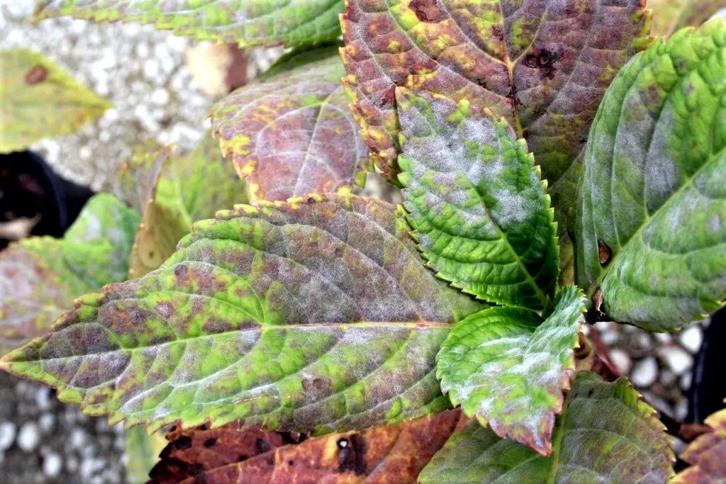cineraria powdery mildew on leaves