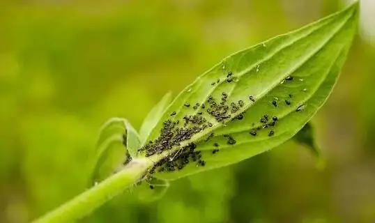 cineraria aphids on flower buds