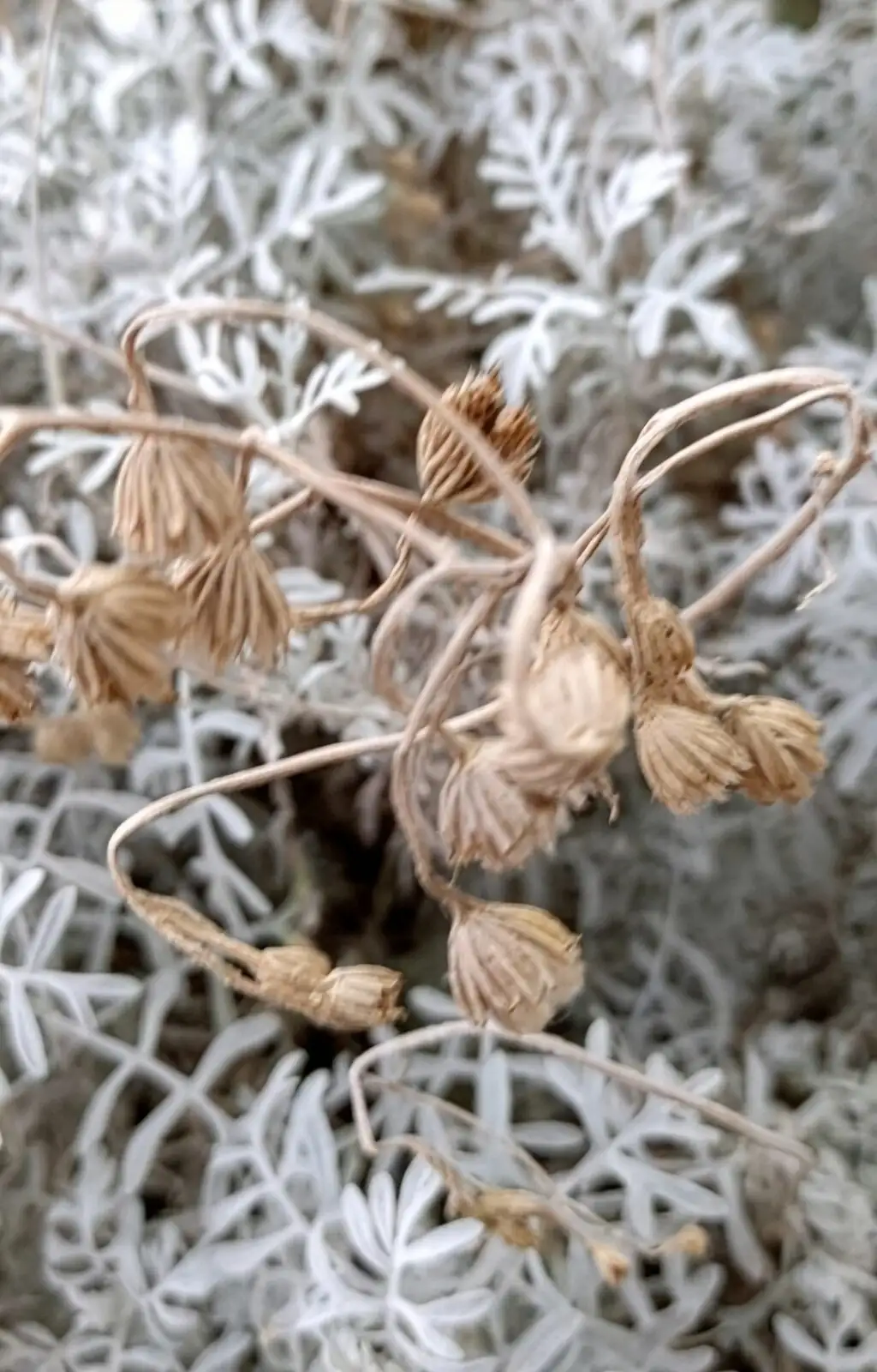 cineraria root rot repotting