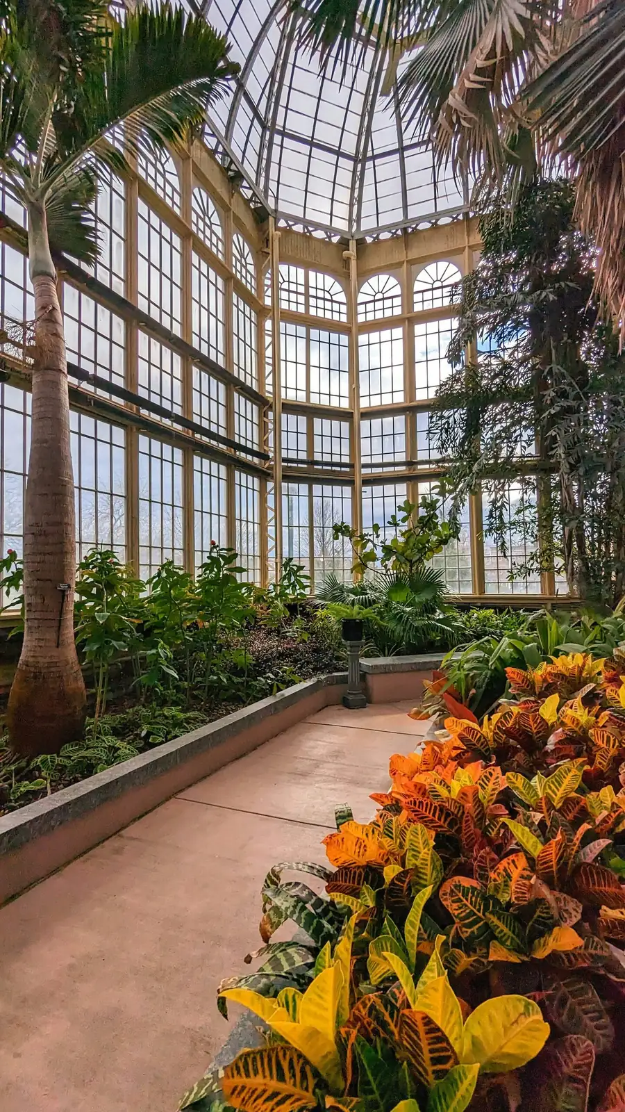 pericallis victorian greenhouse display