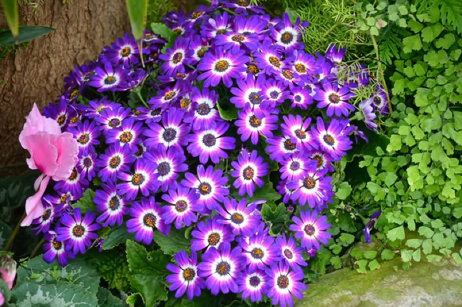 senetti pericallis blue patio container