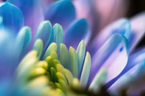 pericallis blue flowers close-up