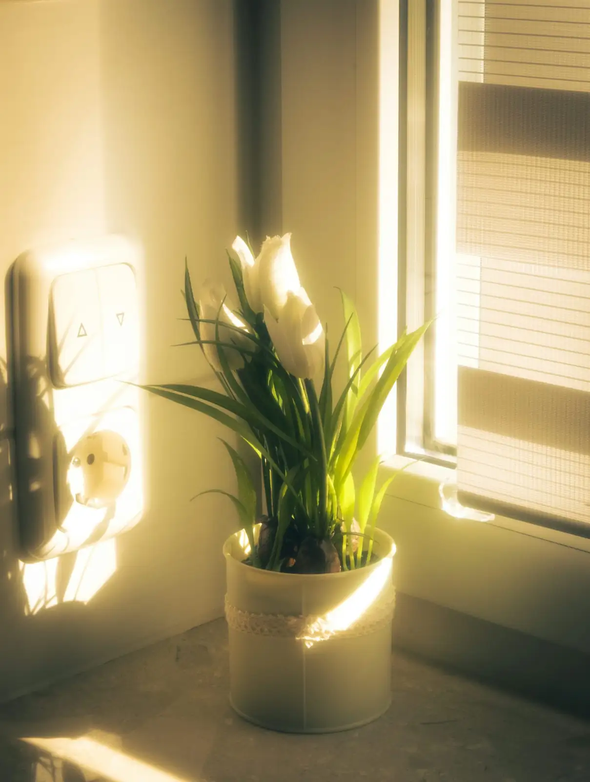 pericallis indoor windowsill bright light