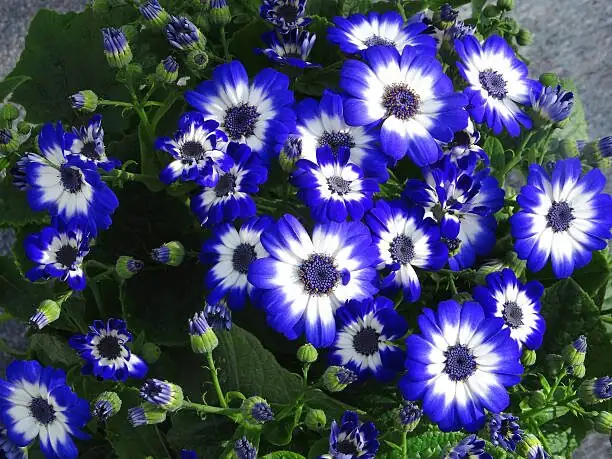 为什么瓜叶菊的蓝能这么蓝？冷季花卉里稀缺色背后的小科学