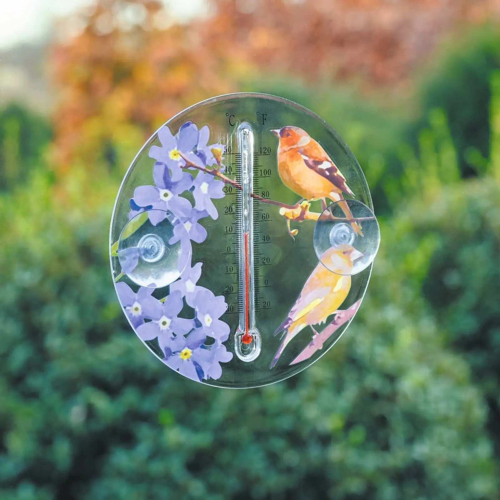 cineraria bright window thermometer