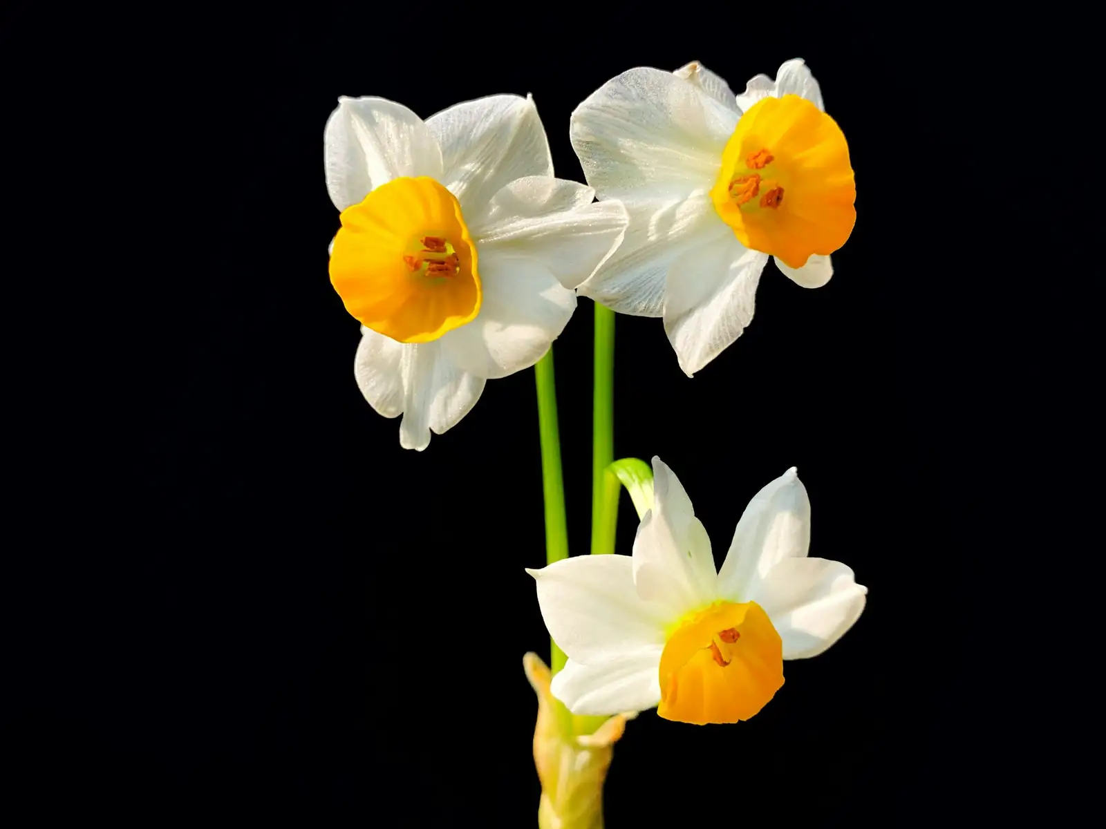 cineraria with kumquat narcissus new year