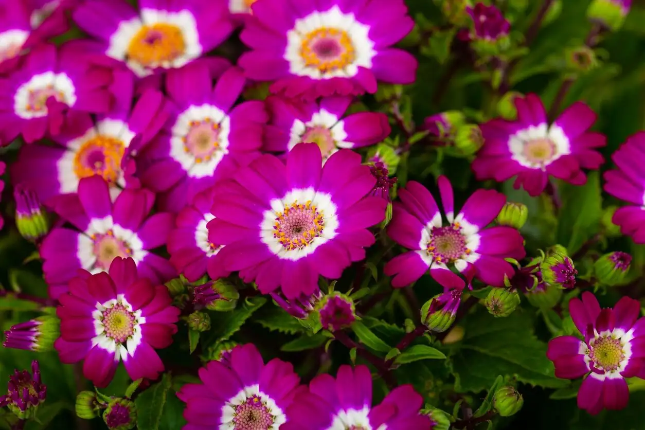 cineraria on bright south window