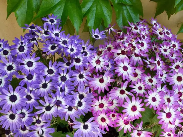 cineraria blue purple pink potted display