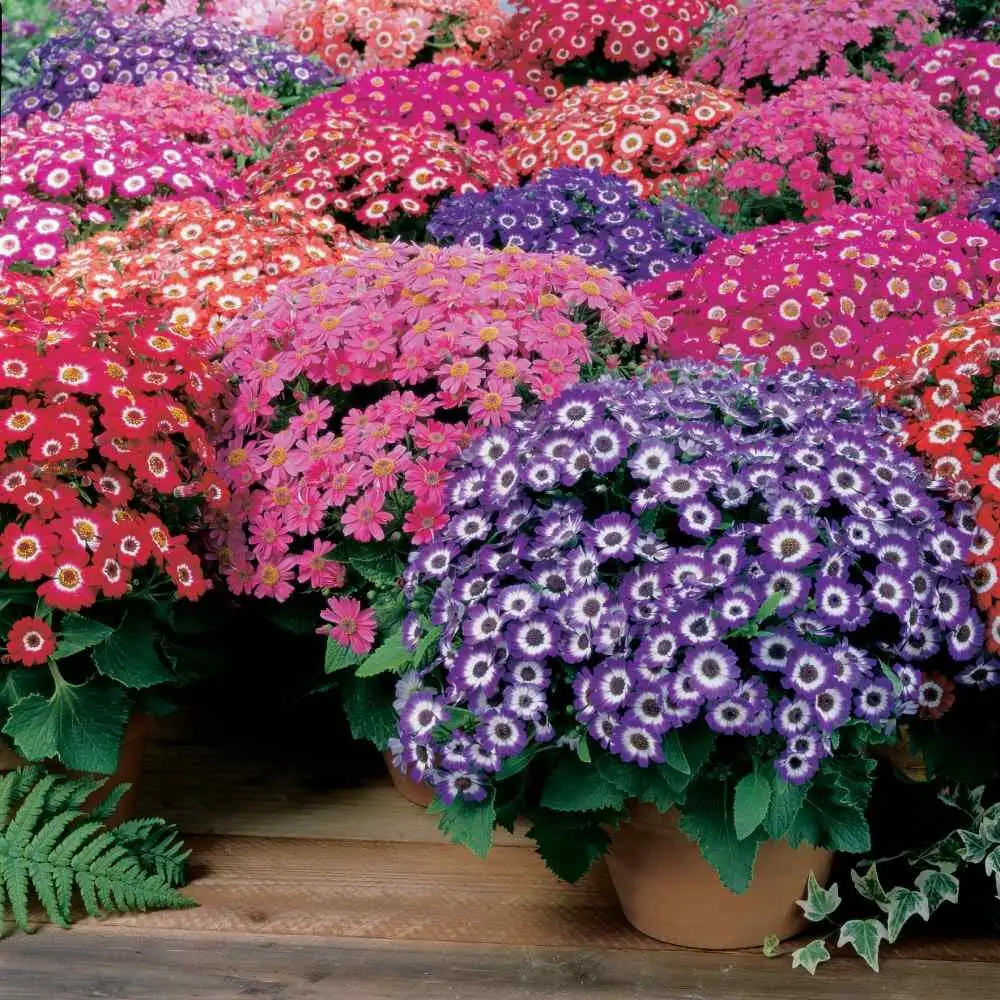 cineraria compact mound windowsill