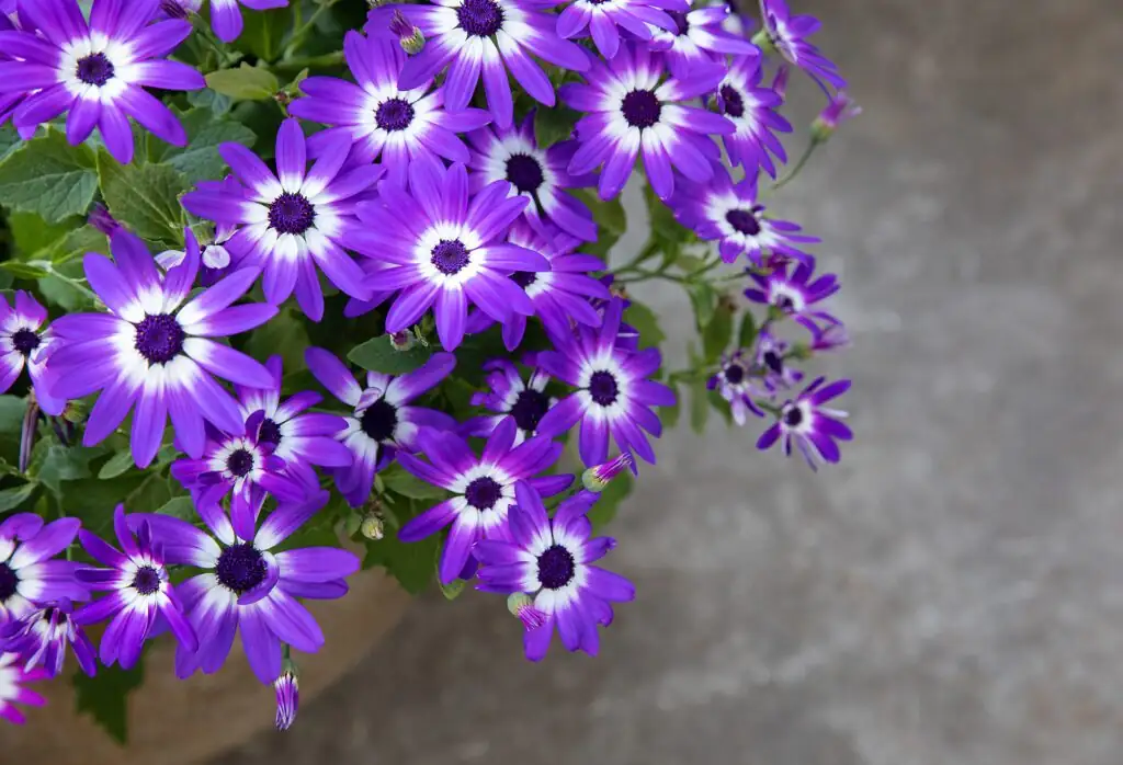 冷季阳台的合唱团：瓜叶菊×三色堇×报春花的花期接力