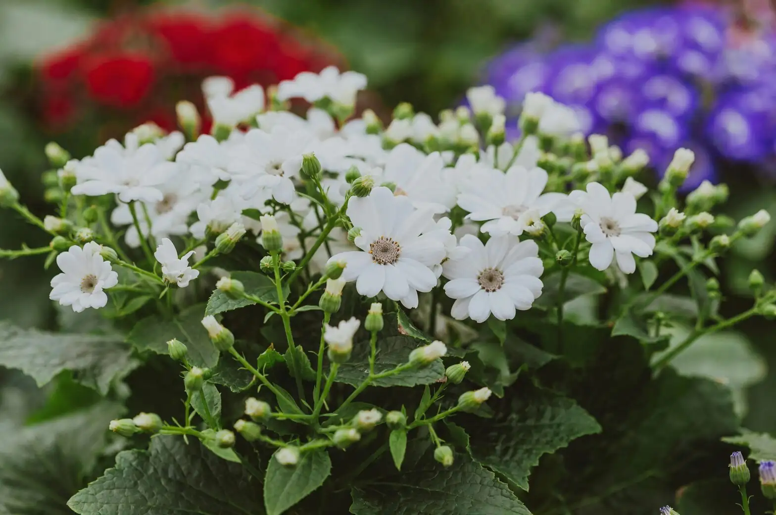 cineraria cyclamen snapdragon balcony layout