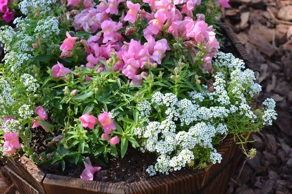 cineraria cyclamen snapdragon mixed pot