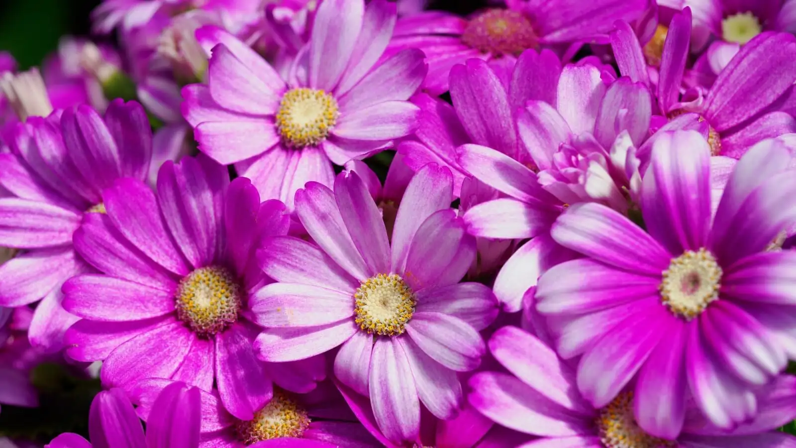 cineraria watering can soil close-up